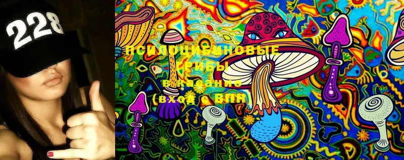 хочу   Жердевка  Псилоцибиновые грибы Cubensis 